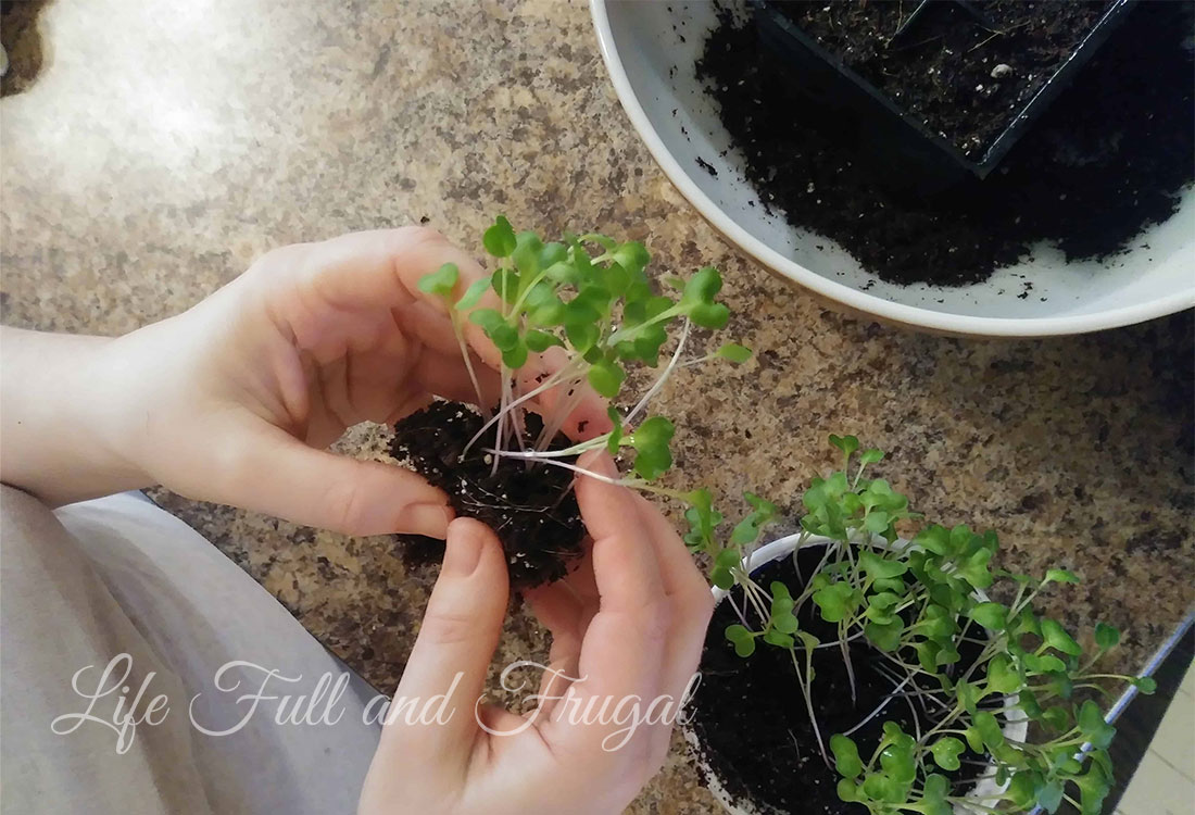 How to Transplant Seedlings – Life Full and Frugal